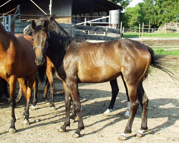 horse Raya Davinja (Württemberger, 2001, from Rubicell)