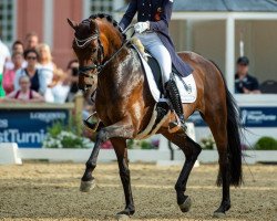 dressage horse First Class 92 (Hanoverian, 2012, from Fürstenball)