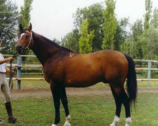 stallion Tesis (Russian Trakehner, 1985, from Erot xx)