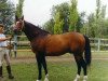 stallion Tesis (Russian Trakehner, 1985, from Erot xx)