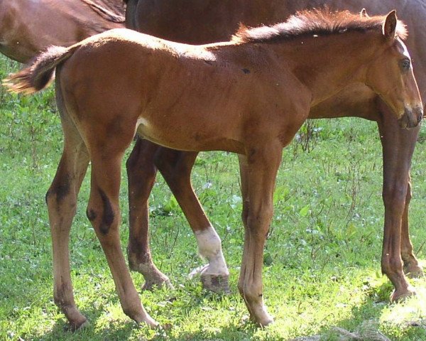 horse Tullamores Toni (Württemberger, 2005, from Tullamore)