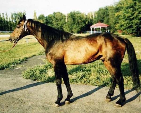 stallion Erot xx (Thoroughbred, 1974, from Gist xx)