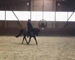 dressage horse Liberty 323 (German Riding Pony, 2004, from Laudatio)