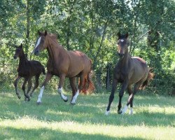 broodmare Firefly 44 (Westphalian, 2011, from Fabregas)