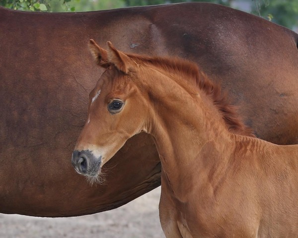 dressage horse Benedikt (Westphalian, 2019, from Borsalino)