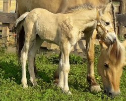 Pferd Svante vom Arz (Fjordpferd, 2019, von Ingo)