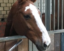 dressage horse Perigord 7 (Westphalian, 1995, from Perrier)