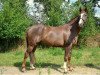 dressage horse First Faryday (Westphalian, 2008, from Floresco NRW)