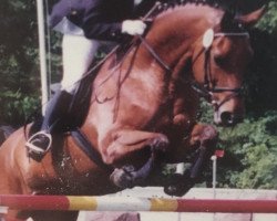 broodmare Arabesque (Hanoverian, 1992, from Argentinus)