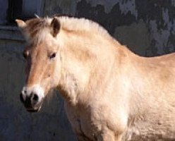 broodmare Lotte (Fjord Horse, 1990, from Jim)