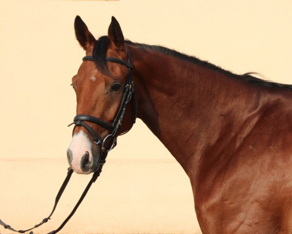 dressage horse Quadol (German Sport Horse, 2011, from Quandolino)