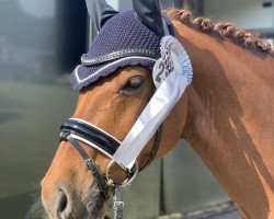 dressage horse Cyranno WE (German Riding Pony, 2008, from Cyriac WE)