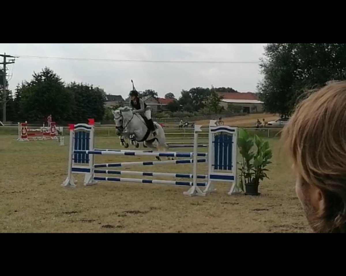 jumper Quandolina 3 (Austrian Warmblood, 2012)
