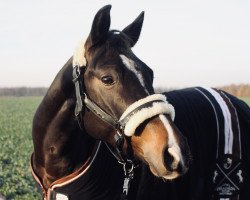 dressage horse Vreden's Highlight (German Riding Pony, 2013, from Valido's Highlight)