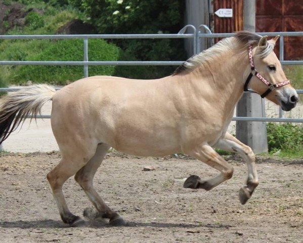 Zuchtstute Inja vom Arz (Fjordpferd, 2012, von Joram)