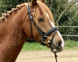 dressage horse Dhangarhi (German Riding Pony, 2013, from FS Don't Worry)