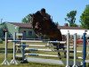 jumper Otara (German Sport Horse, 2010, from Olympic Fire 5)