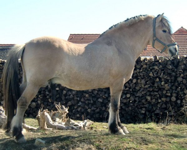 stallion Joram (Fjord Horse, 1994, from Jon Halsnæs)