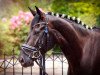 dressage horse Donatello 146 (Hanoverian, 2012, from Decamerone 5)