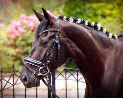 dressage horse Donatello 146 (Hanoverian, 2012, from Decamerone 5)