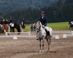 dressage horse Lennox 375 (Knabstrupper, 2006, from Little Monday)