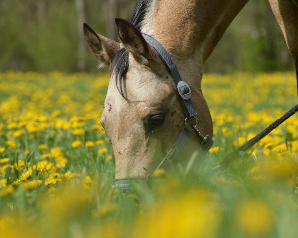 dressage horse Valcello (German Riding Pony, 2011, from Valido's Highlight)