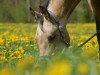 dressage horse Valcello (German Riding Pony, 2011, from Valido's Highlight)