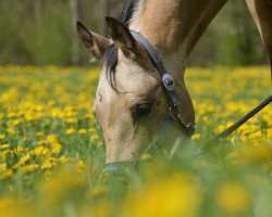 Dressurpferd Valcello (Deutsches Reitpony, 2011, von Valido's Highlight)