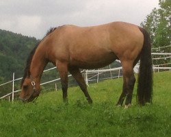 Dressurpferd Lady Hollywood Whiz (Quarter Horse, 2007, von Topsail Whiz)