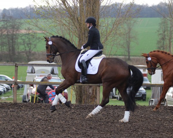 dressage horse Ravens Wood (Hanoverian, 2012, from Glock's Romanov)