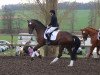 dressage horse Ravens Wood (Hanoverian, 2012, from Glock's Romanov)