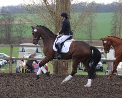 dressage horse Ravens Wood (Hanoverian, 2012, from Glock's Romanov)