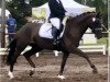 dressage horse Davinja 12 (Hanoverian, 2011, from Dannebrog)