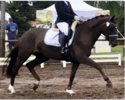 dressage horse Davinja 12 (Hanoverian, 2011, from Dannebrog)