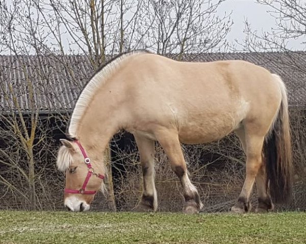 Pferd Heidi (Fjordpferd, 2011, von Zizoran)