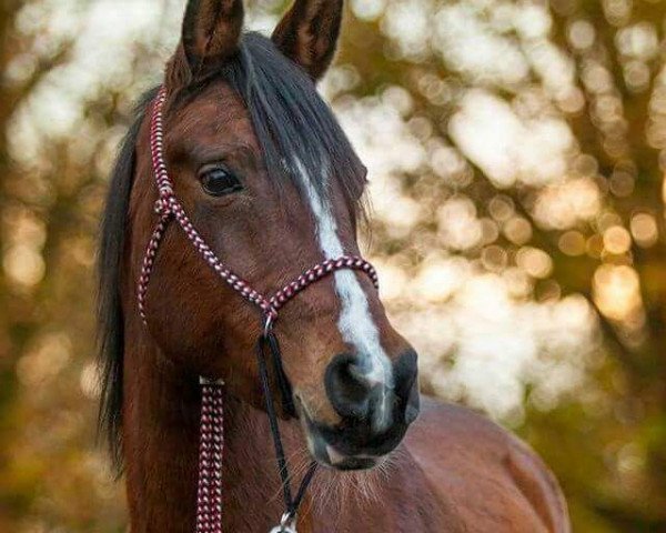 horse Shauri bint Sahaab (Arabian thoroughbred, 1999, from Sahaab Ibn Sahiba ox)