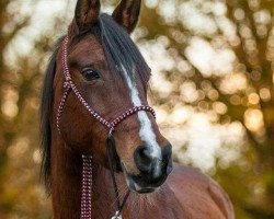 Pferd Shauri bint Sahaab (Vollblutaraber, 1999, von Sahaab Ibn Sahiba ox)