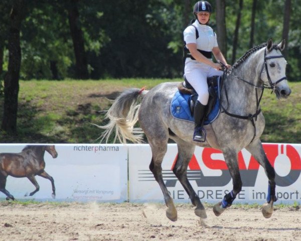 dressage horse Django Unchained (Bavarian, 2011, from Levisonn 208 FIN)