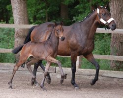 Springpferd Patrizio (Trakehner, 2015, von Herzensdieb)