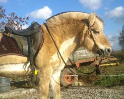 broodmare Tanja (Fjord Horse, 1992, from Jon Halsnæs)