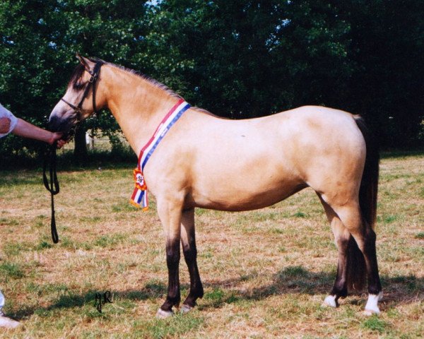 Zuchtstute Wolling's Dauphine (Welsh Pony (Sek.B), 1990, von Pendock Plato)