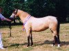 broodmare Wolling's Dauphine (Welsh-Pony (Section B), 1990, from Pendock Plato)