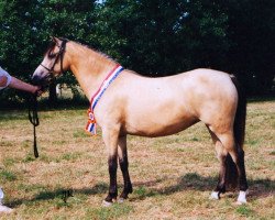 broodmare Wolling's Dauphine (Welsh-Pony (Section B), 1990, from Pendock Plato)