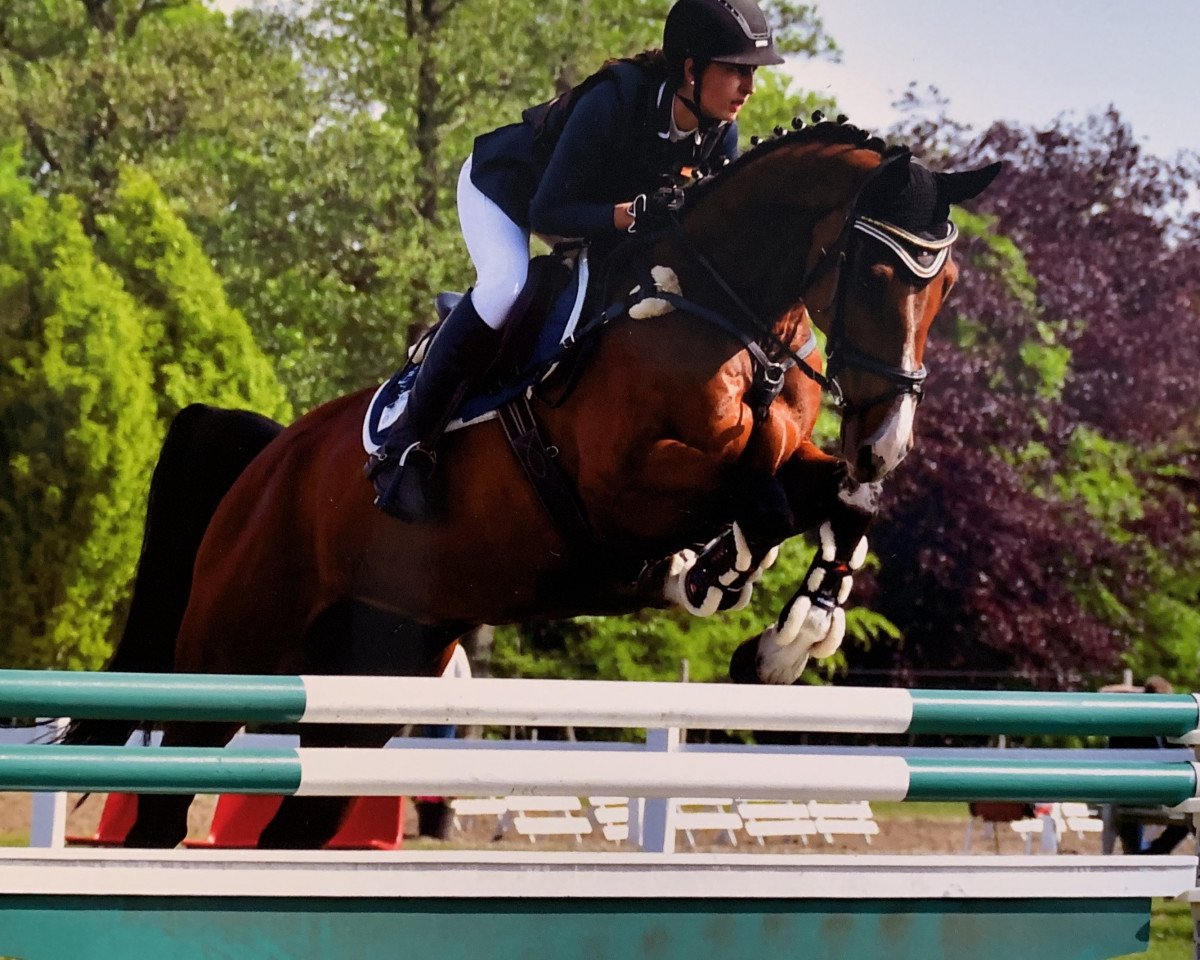 jumper Careful's Son (Oldenburg show jumper, 2008, from Casiro I)