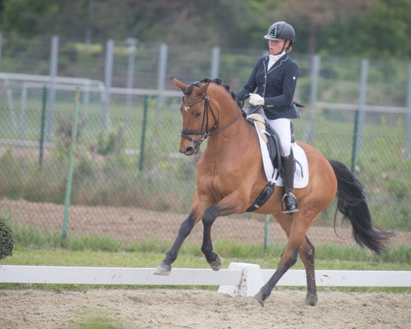 dressage horse Imperial Star (Hanoverian, 2015, from Kiefferhof's Imperius)