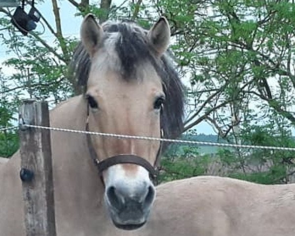 Pferd Tessa (Fjordpferd, 1994, von Ohlsen)