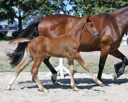 dressage horse Liverpool (Hanoverian, 2019, from Livaldon)