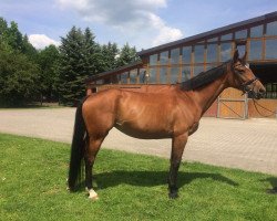 broodmare Leonie (Hanoverian, 2004, from Limonit)