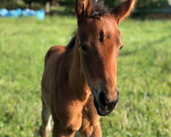 Pferd WEST Smartwhizmarla (Quarter Horse, 2018, von Out West Whiz)