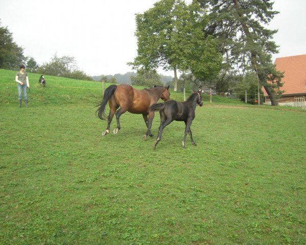 broodmare Bueno Butterfly (Quarter Horse, 1998)